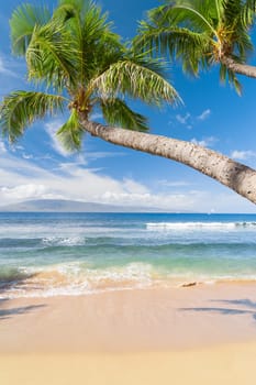 Tropical beach with palm trees