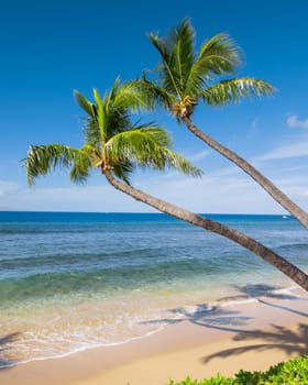 Tropical beach with palm trees