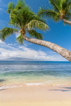 Tropical beach with palm trees