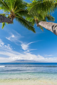 Tropical beach with palm trees