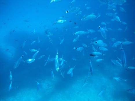 Shots of the beautiful underwater world of Sardinia