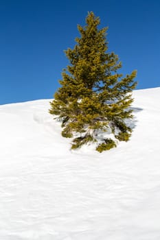 A Christmas Tree in the snow in the French Alps