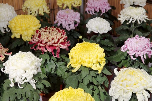 chrysanthemums bloom in the garden