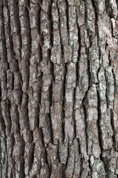camphor tree surface texture background