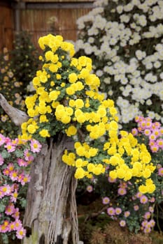 bonsai of chrysanthemum flowers in pot at a japanese garden