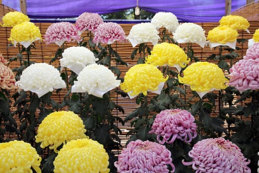 chrysanthemums bloom in the garden