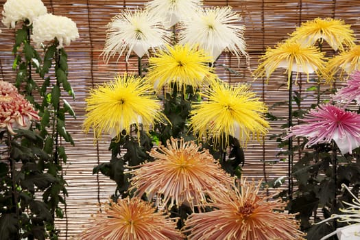 chrysanthemums bloom in the garden