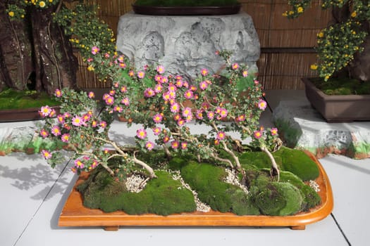 bonsai of chrysanthemum flowers in pot at a japanese garden