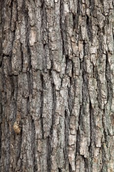 camphor tree surface texture background