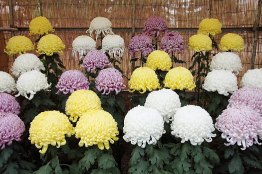 chrysanthemums bloom in the garden