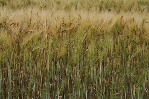 Golden wheat ripe for picking in the fall