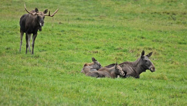 Moose family (Alces alces) with five-month-old twins