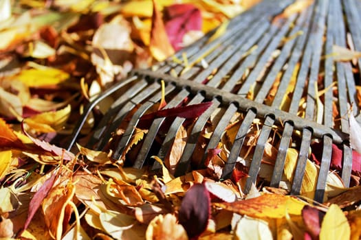 Close-up of a laubreak for the autumn foliage
