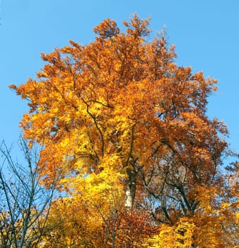 Beech Forest,Autumn,Autumn Blaetter