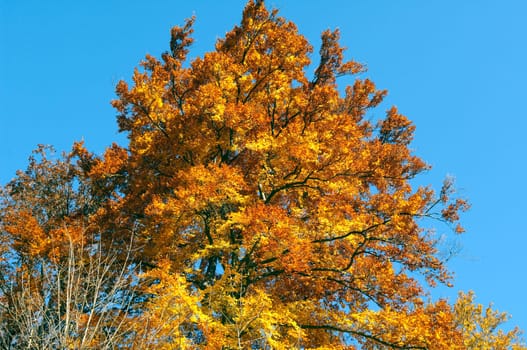 Beech Forest,Autumn,Autumn Blaetter