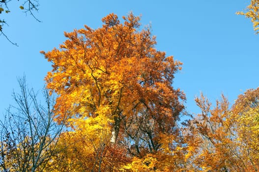 Beech Forest,Autumn,Autumn Blaetter