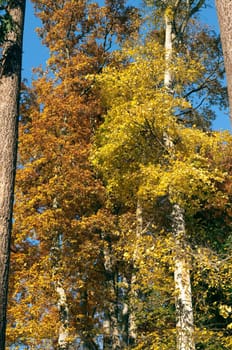 Beech Forest,Autumn,Autumn Blaetter