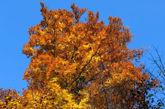 Beech Forest,Autumn,Autumn Blaetter