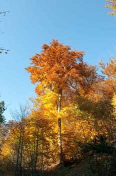 Beech Forest,Autumn,Autumn Blaetter