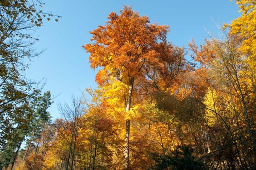 Beech Forest,Autumn,Autumn Blaetter