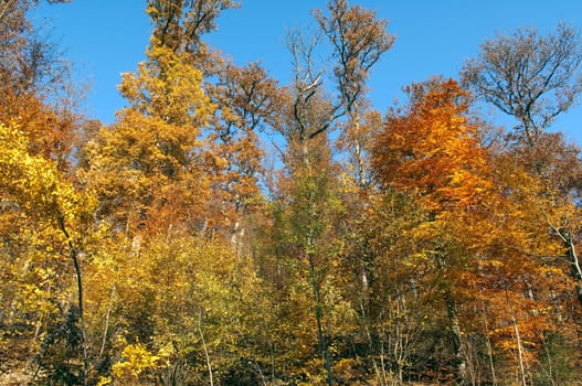 Beech Forest,Autumn,Autumn Blaetter