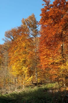 Beech Forest,Autumn,Autumn Blaetter