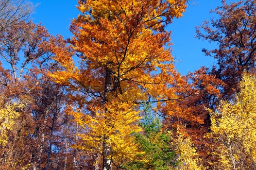 Beech Forest,Autumn,Autumn Blaetter