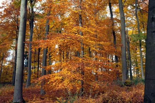 Beech Forest,Autumn,Autumn Blaetter