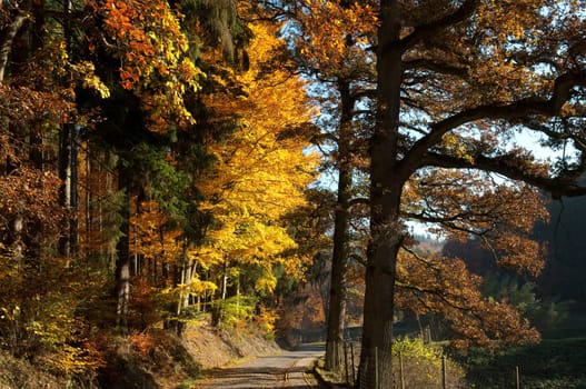 Beech Forest,Autumn,Autumn Blaetter