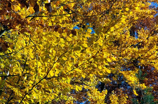Beech Forest,Autumn,Autumn Blaetter