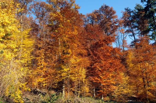Beech Forest,Autumn,Autumn Blaetter