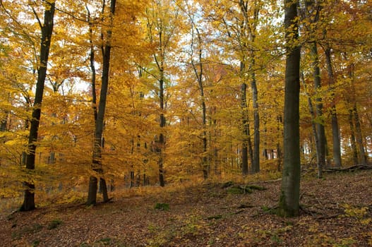 Beech Forest,Autumn,Autumn Blaetter