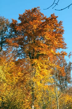 Beech Forest,Autumn,Autumn Blaetter
