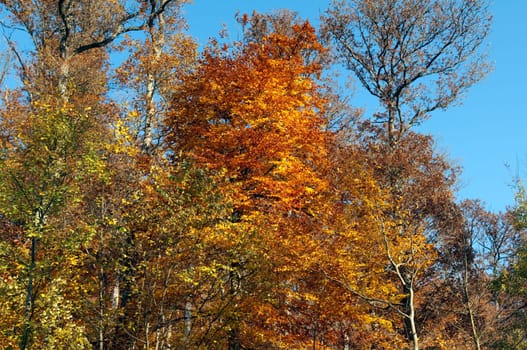 Beech Forest,Autumn,Autumn Blaetter