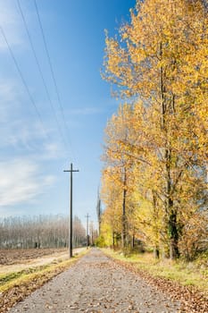Colorful autumn trees with fallen leaves on a country road