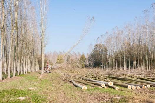 Cutting a forest of poplars