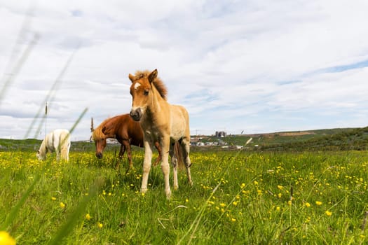 Icelandic foal in pasture in Iceland