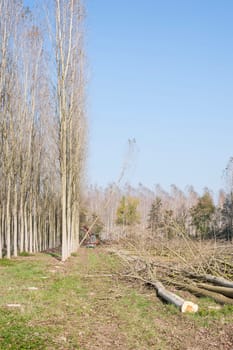 Cutting a forest of poplars