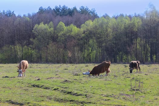 cows grazing on the green farm pasture in the spring