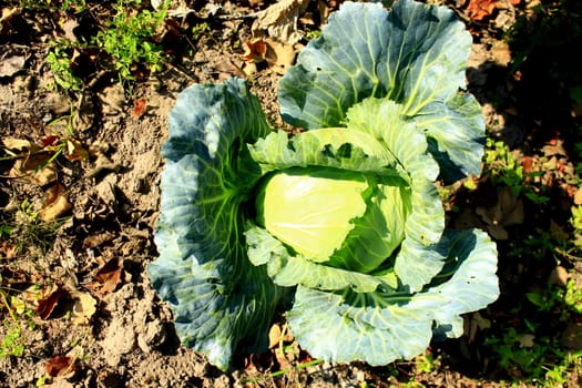 big green cabbage growing on the ground