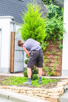 Gardener in front of a house in the front yard. Trimming a tree of life or Thuja tree with a hedge trimmer or small chainsaw to maintain its ornamental shape.