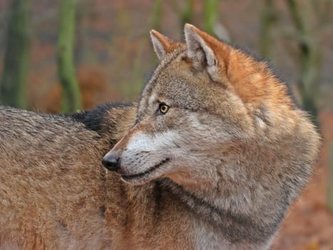 Standing Wolf (Canis lupus)