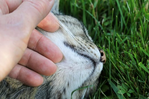 A cat is tenderly caressed on the head - A woman caresses her cat