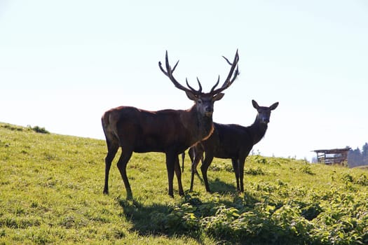 A red deer with a deer cow in the backlight on a meadow