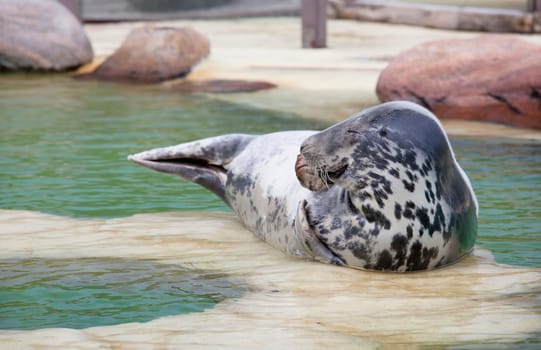a cone seal lying in a rearing station at the edge of the pool