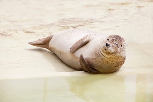 a seal lying on a sandy beach and winks with the eye