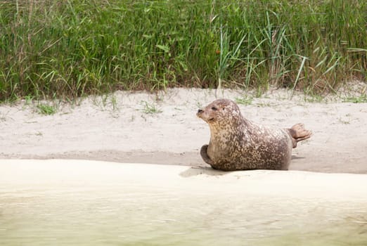 a seal lying on a sandy beach with grasses in the background