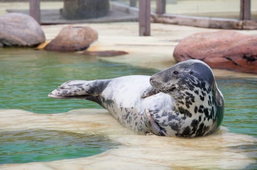 a cone seal lying in a rearing station at the edge of the pool
