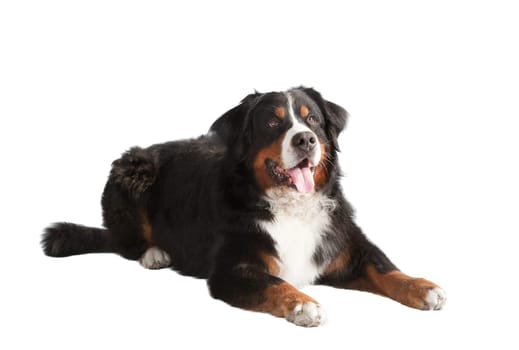 a Bernese Mountain Dog lies and looks up,background white,exposed