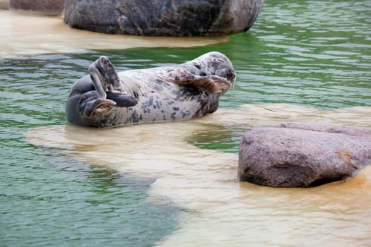 a cone seal lying in a rearing station at the edge of the pool